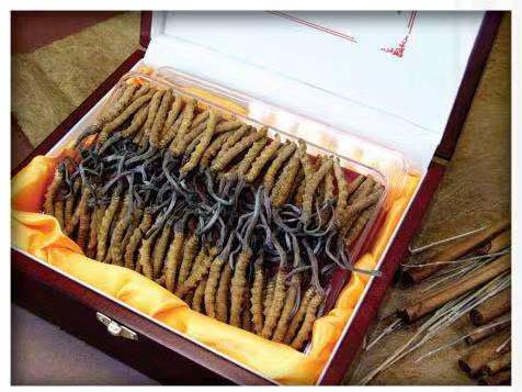 兴义冬虫夏草回收?